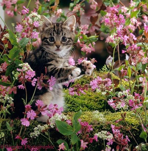 очаровательные котики