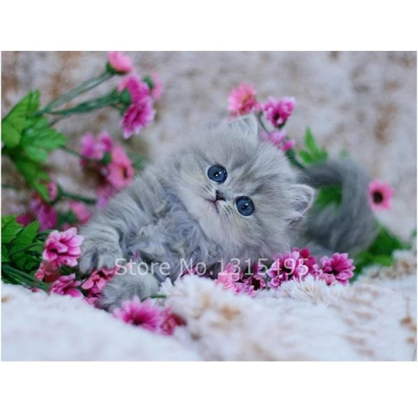 милые котенок