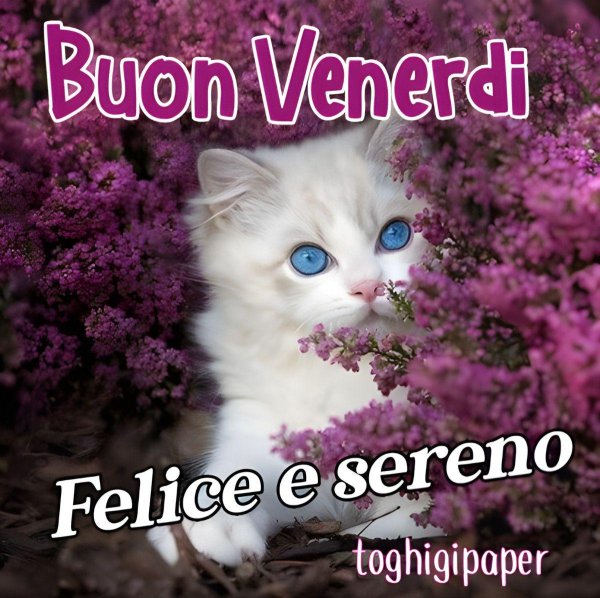 красивая кошечка