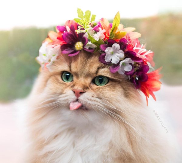 котик в цветах