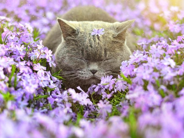 кот цветы