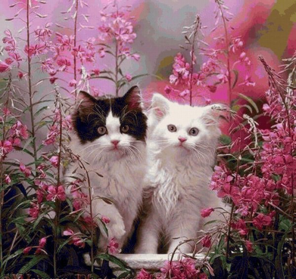 цветы котики