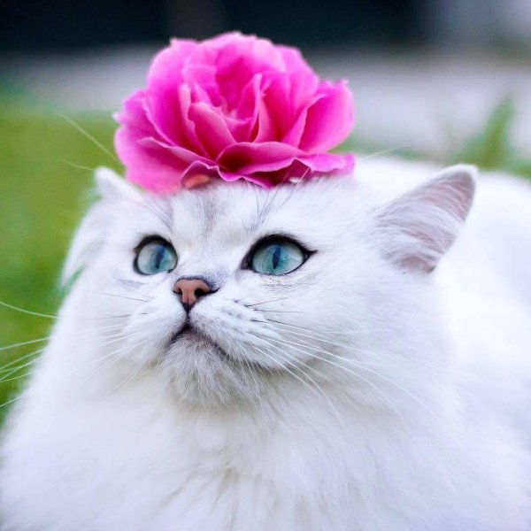 красивая кошечка