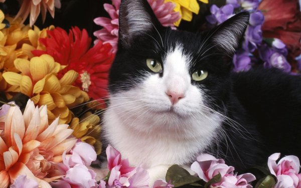 кот с цветами