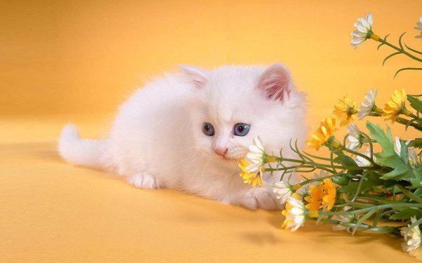 котенок красивый