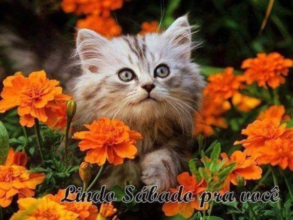 котики и цветы