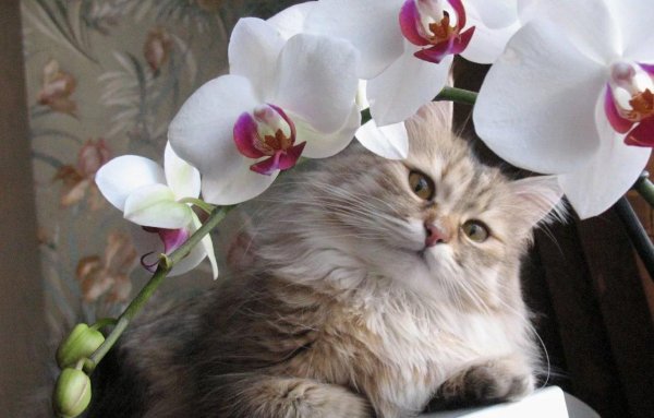 кот цветок