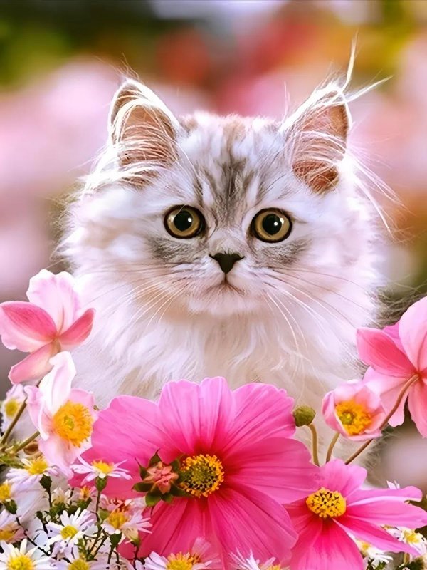 котики цветы