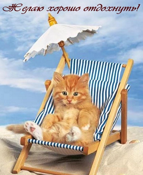 котик в отпуске