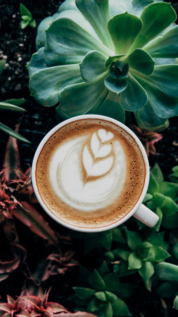 суккуленты эстетика