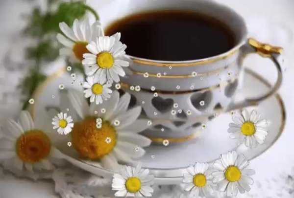 доброго утра ромашки