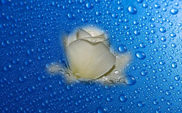 белые розы с каплями воды