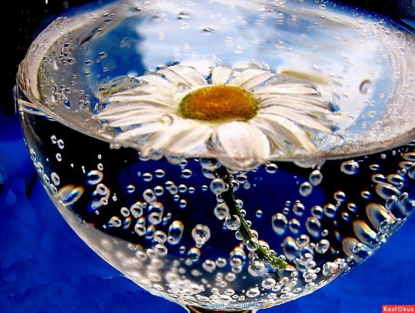 ромашки нежность