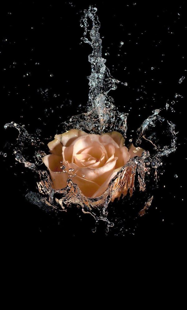 роза открытка