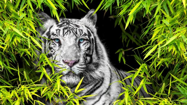 тигр белый