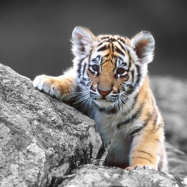 маленькие тигрята