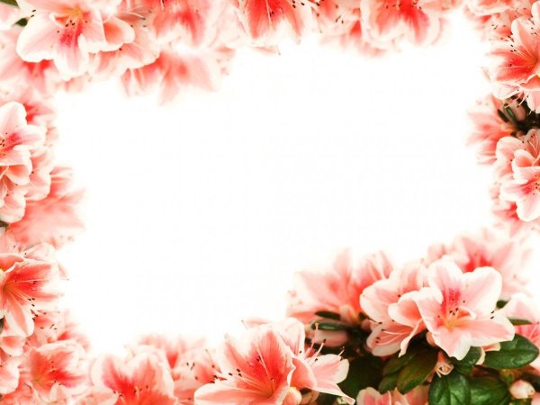 рамка лилии