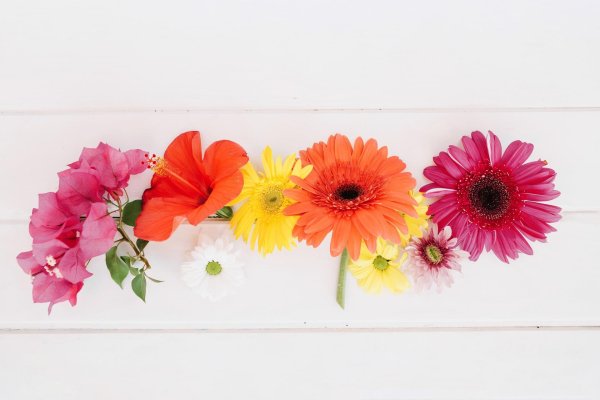 цветок гербер