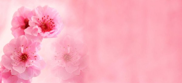 цветочные фоны