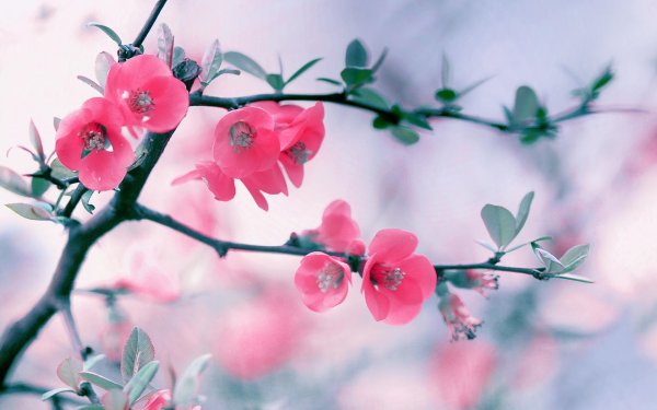 сакура айва