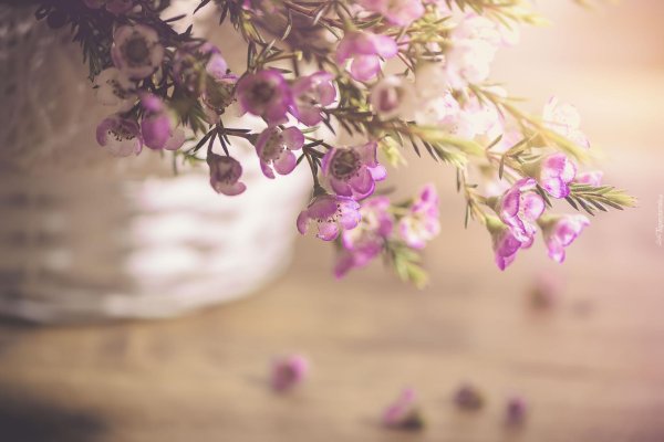 нежные цветочки