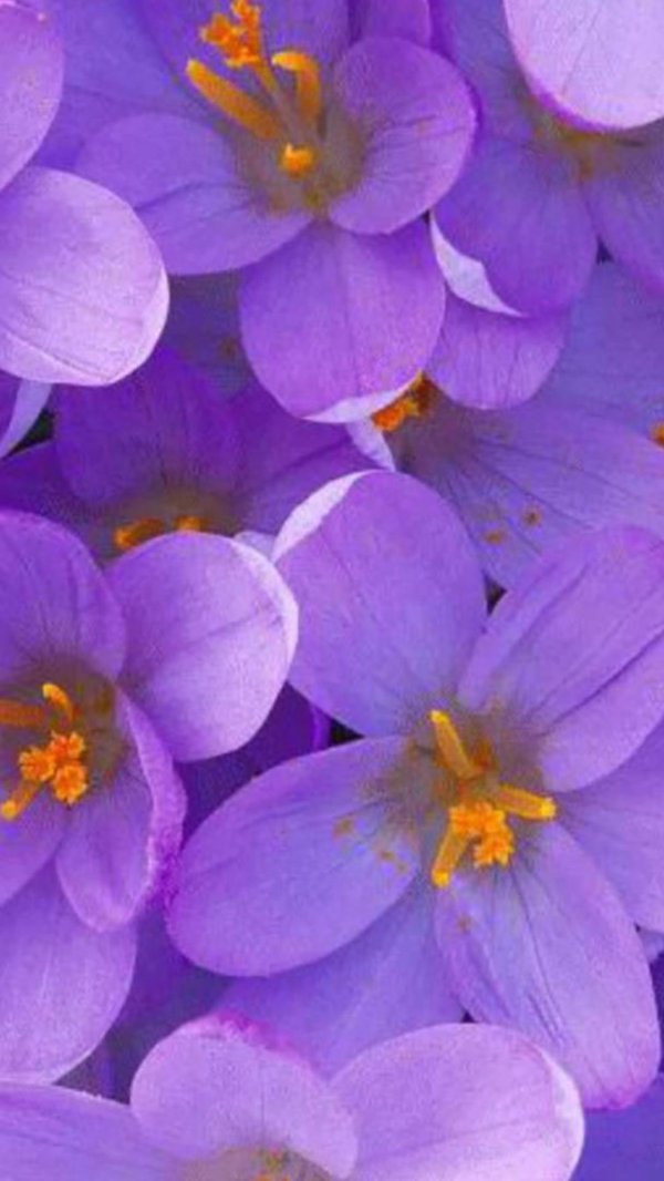 крокус фиолетовый