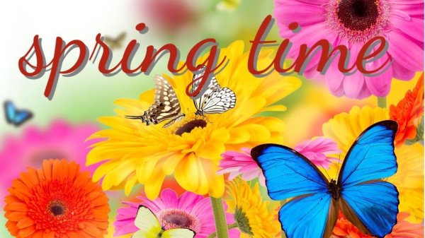 бабочка яркая