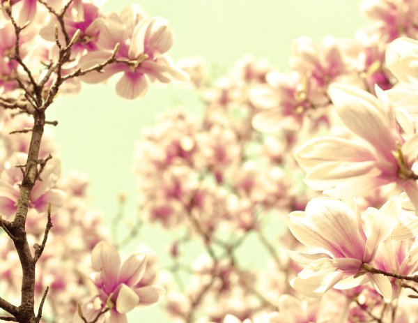 магнолии дерево