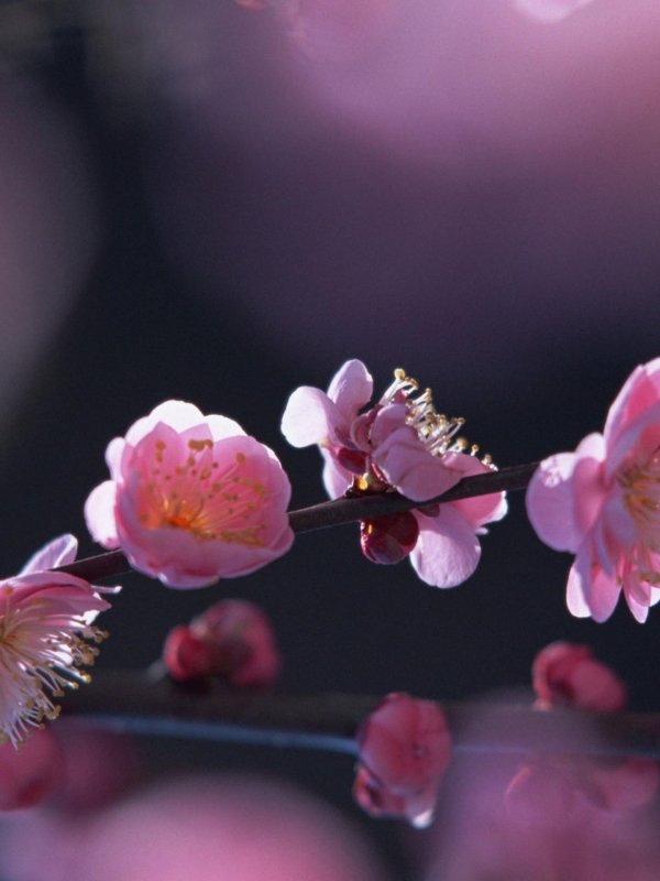 японская слива умэ