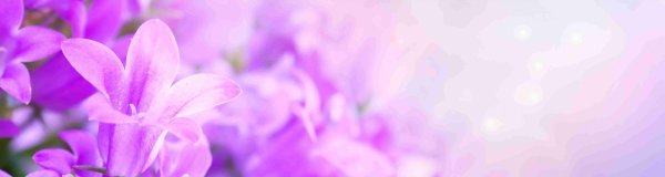 сиреневые цветы