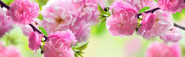 весенние фоны