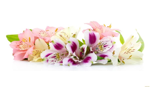 альстромерия акеми