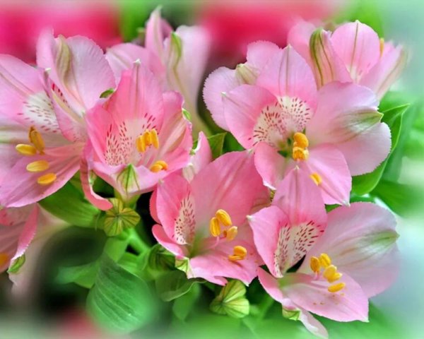 альстромерия пелегринская