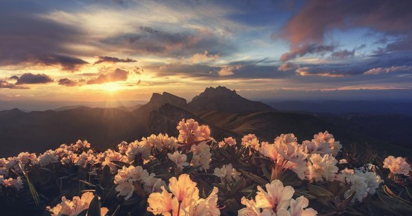 тхач рододендроны