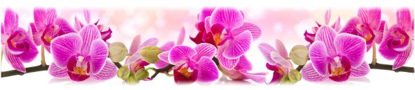 розовая орхидея