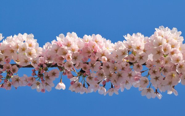 цветки вишни