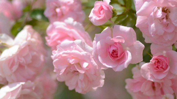 роза розовая