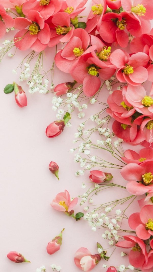 цветочные обои