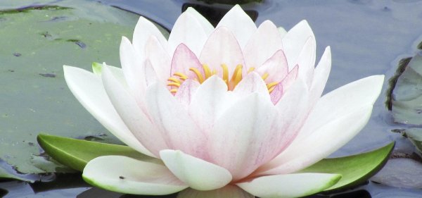 лотус и кувшинка