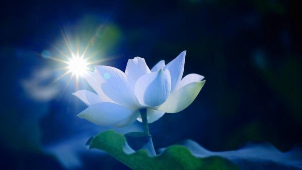 день белого лотоса