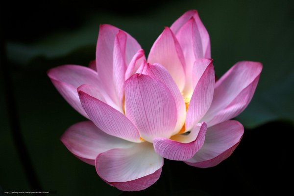 лотус фловер