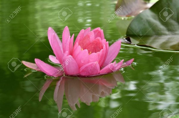 кувшинка водяная лилия