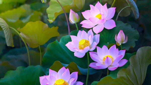 лотус фловер