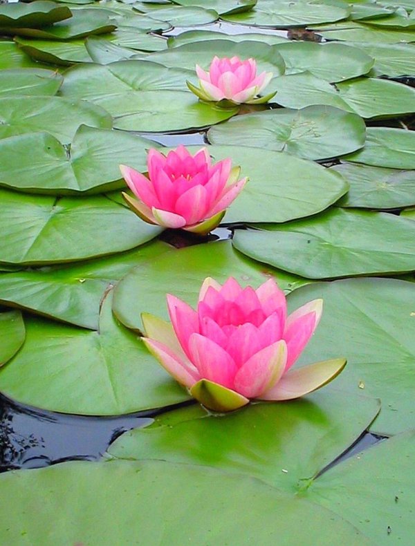 цветок кувшинка