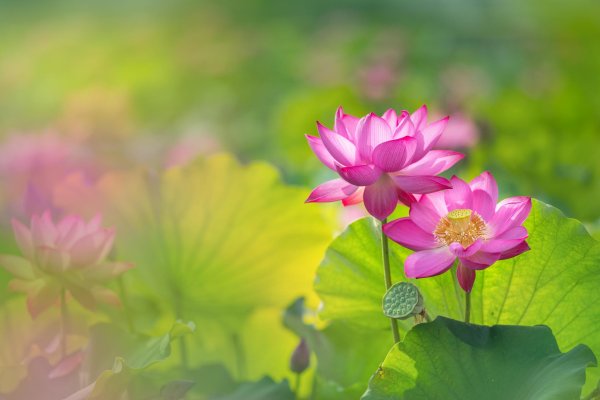 цветки лотоса