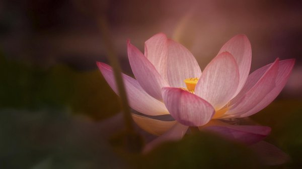 цветки лотоса