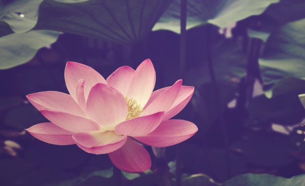 цветки лотоса