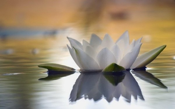 белая водяная лилия