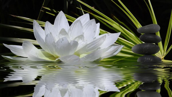 белая водяная лилия