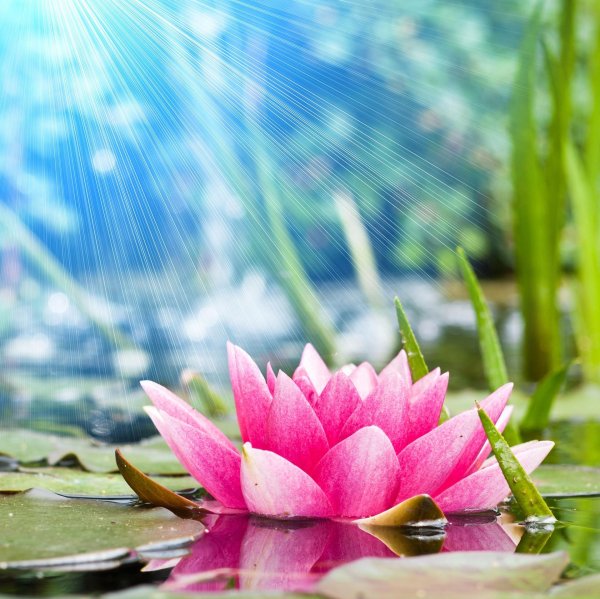 цветок на воде